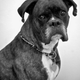 Illustration for article titled Shooting Challenge Pets Gallery 6